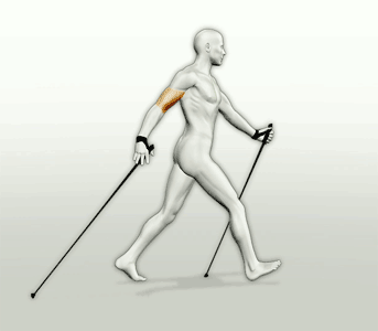 La tecnica del nordic walking